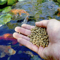 Корм для рыб в естественных водоемах thumbnail