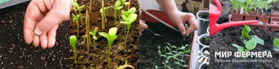 Выращивание астры из семян