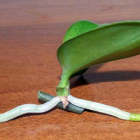 Как размножить орхидею в домашних условиях черенками, цветоносом, листом