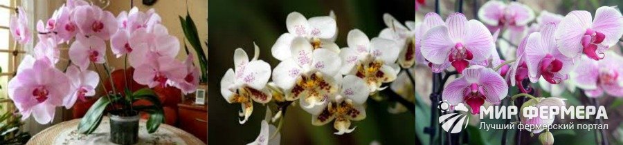 Орхидея Фаленопсис фото