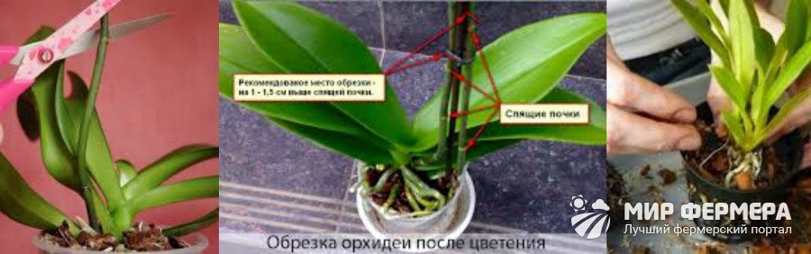 Как начинает цвести орхидея в домашних условиях фото пошагово