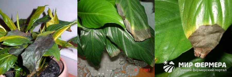 Почему скручиваются листья у спатифиллума фото
