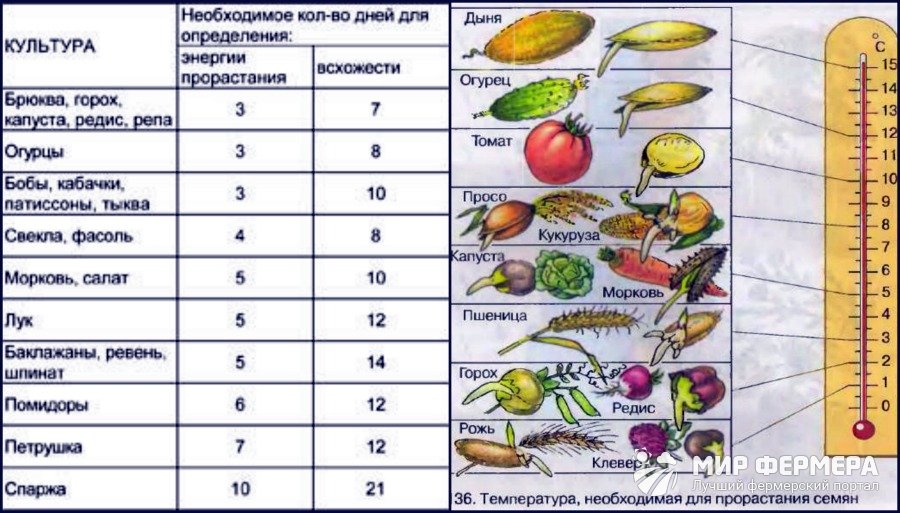 Сроки появления всходов овощных культур