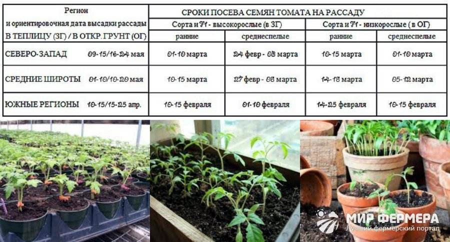 Рассада томатов сроки посадки