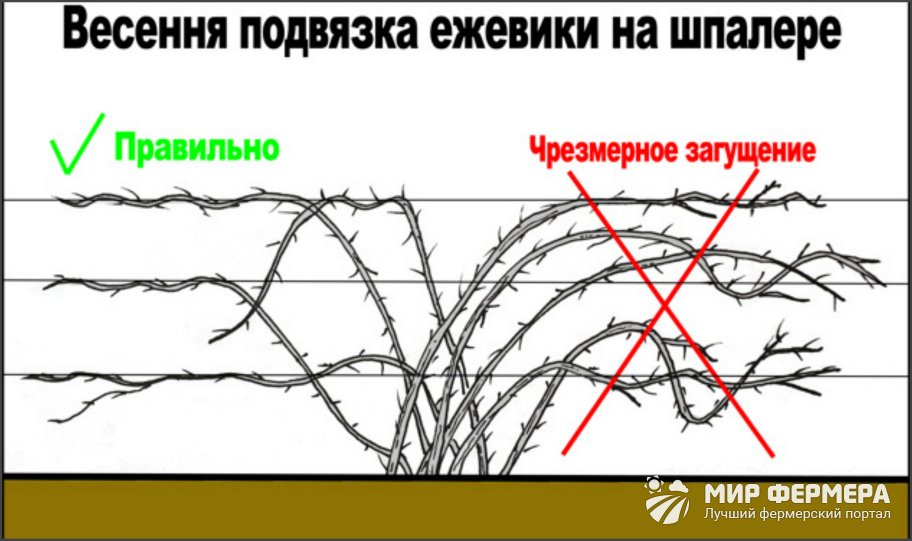 Нормировка побегов ежевики