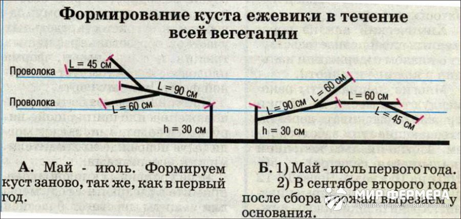 Бесшипная ежевика уход