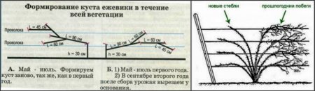 Как обрезать ежевику осенью: схемы формирования куста