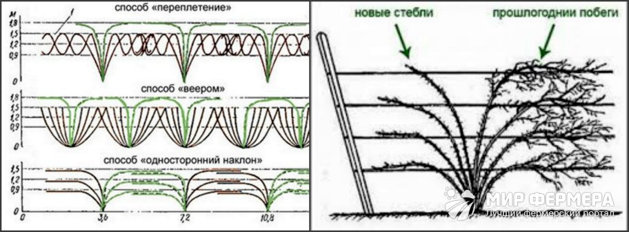 Обрезка ежевики Торнфри