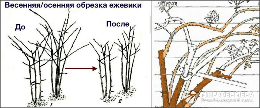 Обрезка ежевики