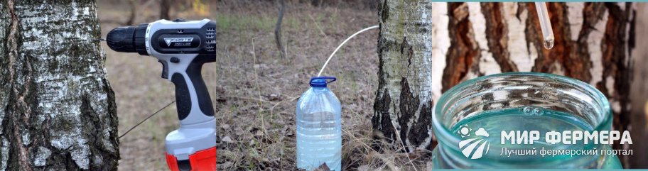 Сбор березового сока с помощью капельницы. Березовый сок через капельницу. Консервированный березовый сок с апельсином. Как поставить березовый сок через капельницу.