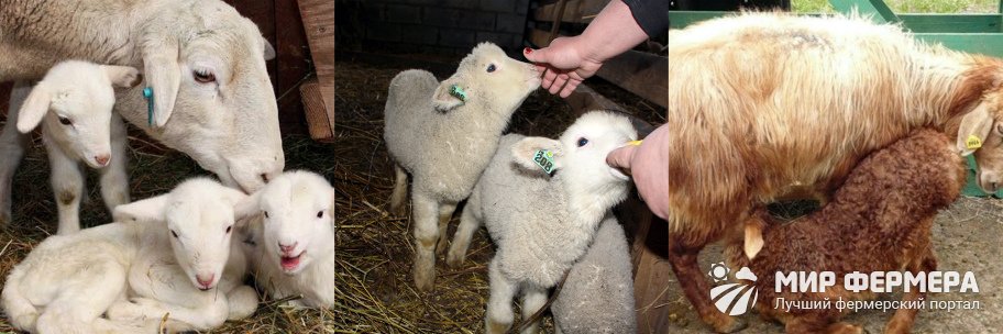 Разведение эдильбаевских овец