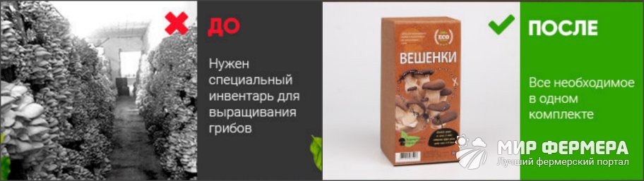 Домашняя грибница вешенки ECO