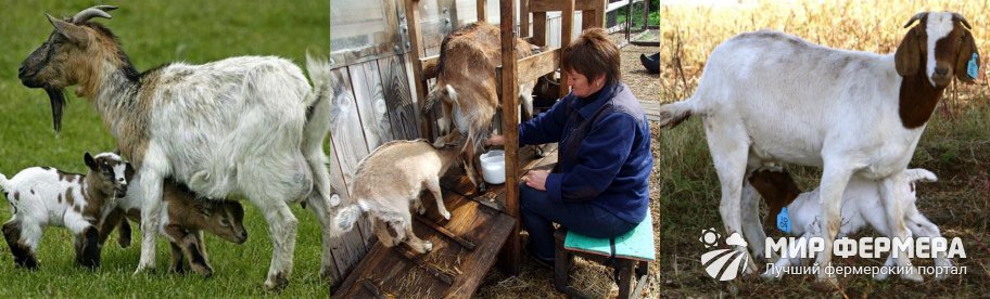 Как подстричь козу перед окотом