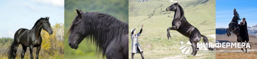 Карачаевские лошади фото