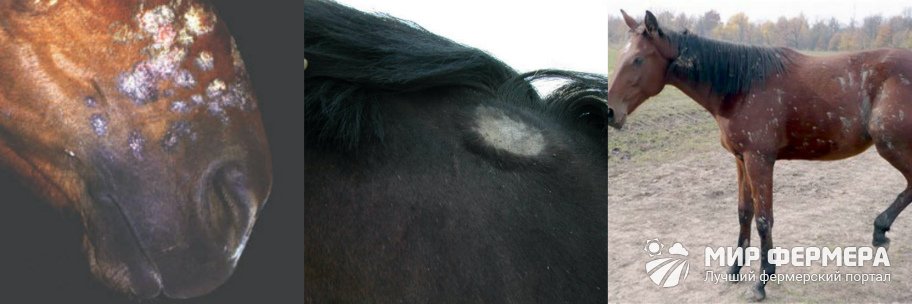 Болезни лошадей и их лечение 