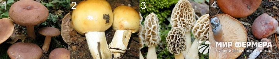 Условно-съедобные грибы фото и названия