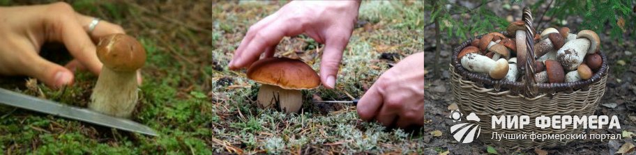 Как собирать белые грибы