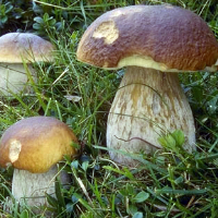 Как вырастить белые грибы на садовом участке видео