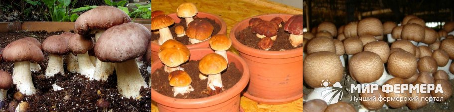 Как вырастить белые грибы в погребе