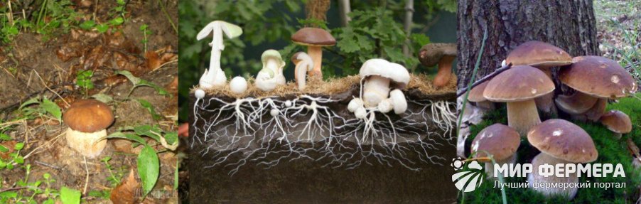 Как вырастить белые грибы из грибницы