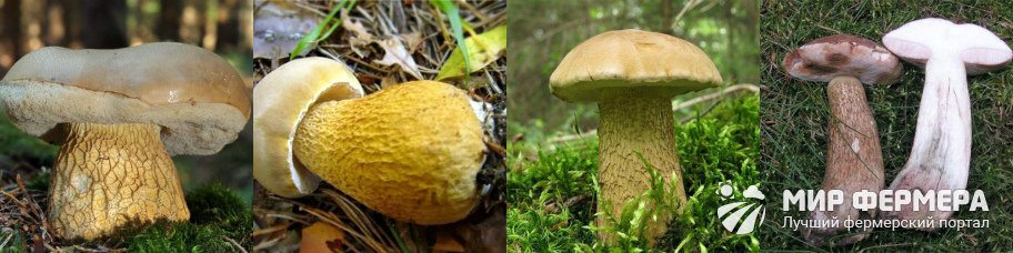 Желчный гриб фото