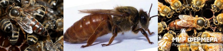 Сколько живет пчелиная матка