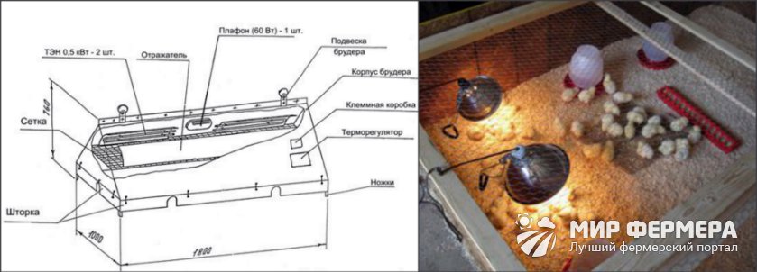 Брудер для цыплят своими руками на 60 цыплят чертеж