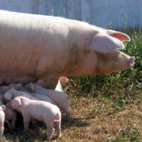 Порода свиней ландрас описание и характеристики разведение и условия содержания