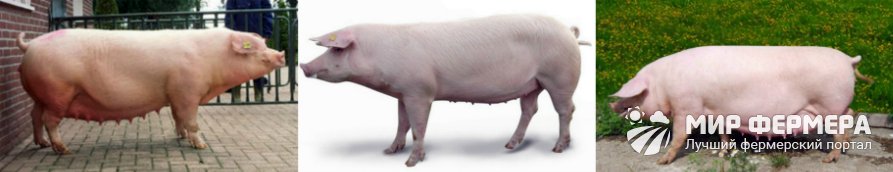 Ландрас - порода свиней основные характеристики
