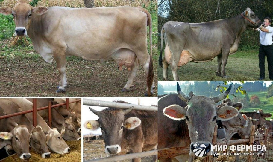 Швицкая корова особенности коров швицкой породы