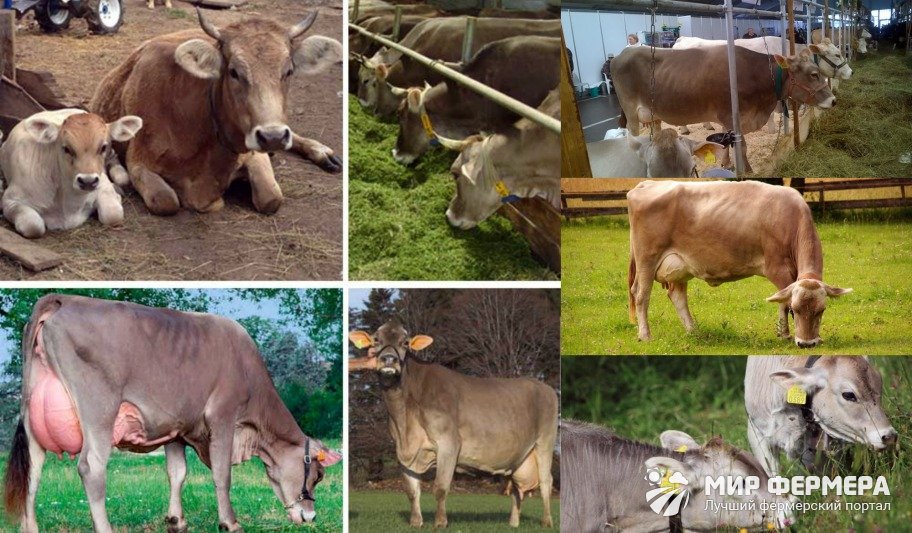 Чем кормить швицких коров