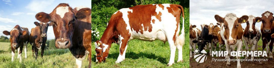 Айрширская порода коров фото