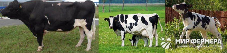 Как выглядят черно-пестрые коровы