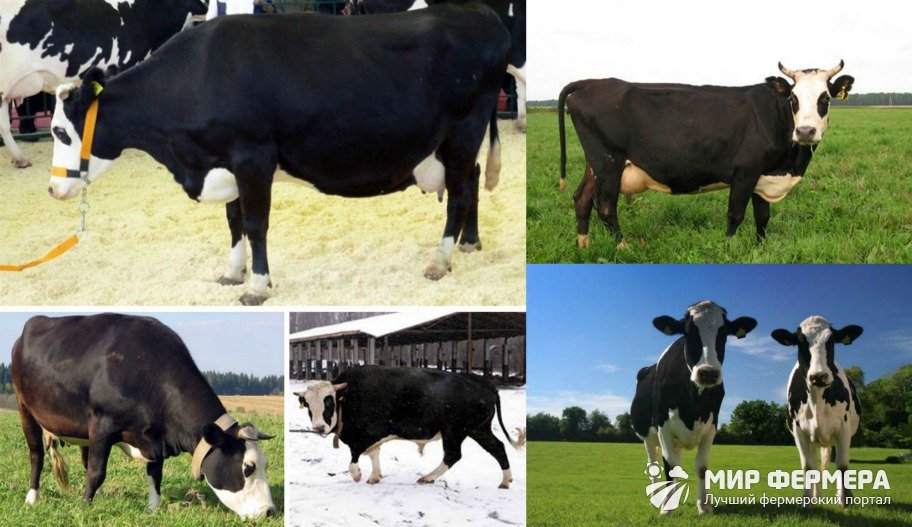 Ярославская порода коров 