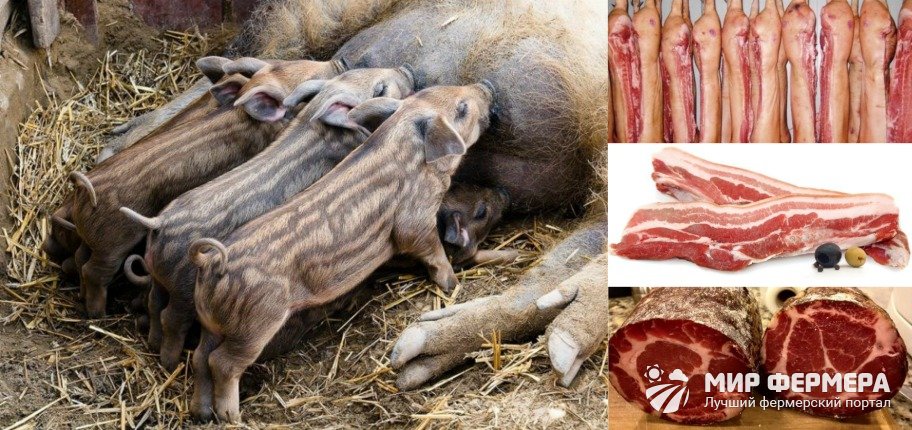 Кармалы порода свиней 