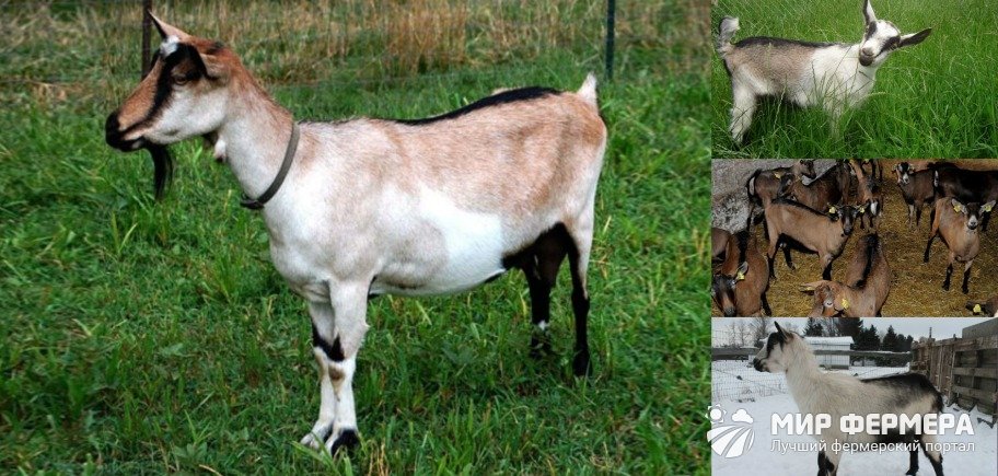 Альпийская порода коз фото