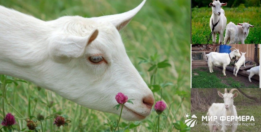Русская белая порода коз фото