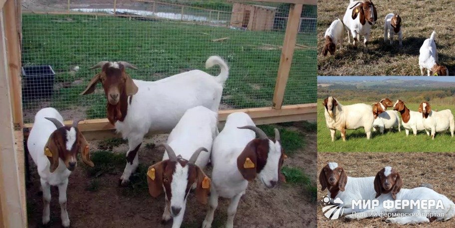 Бурская порода коз фото
