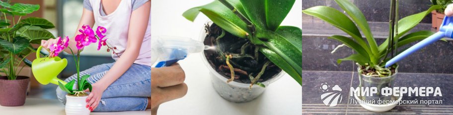 Как поливать орхидею зимой