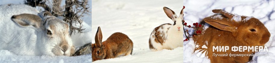 Содержание кроликов в домашних условиях зимой