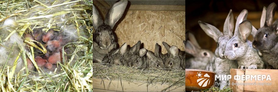 Как разводить кроликов зимой