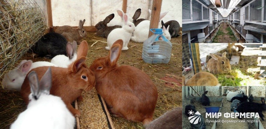 Сколько сена кролику. Содержание кроликов в теплице из поликарбоната зимой. Содержание и разведение кроликов зимой на улице. Температура для крольчат зимой. Температура содержания кроликов зимой.