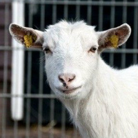 Чем кормят коз зимой в домашних условиях