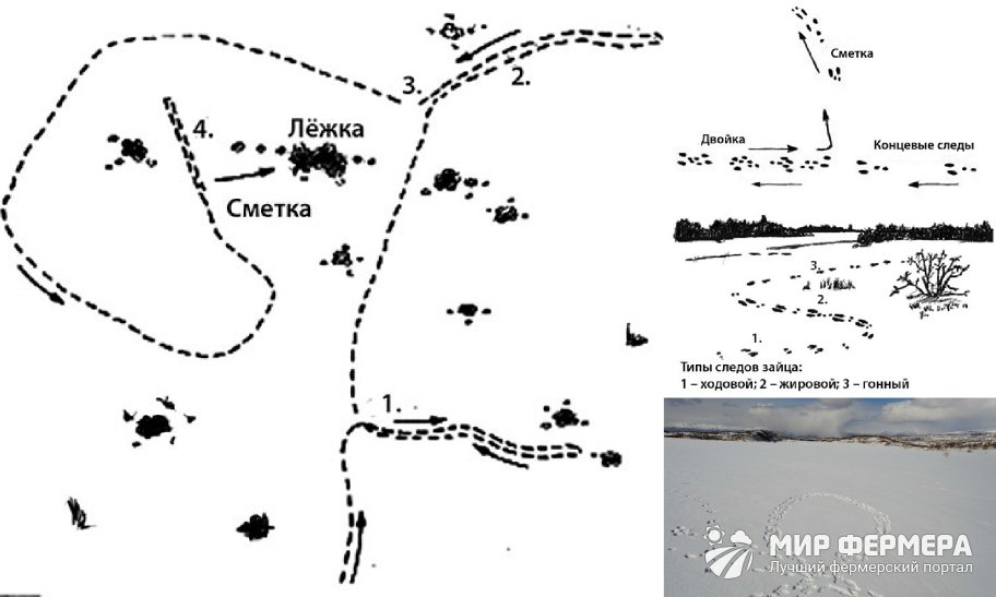 Как читать следы зайца