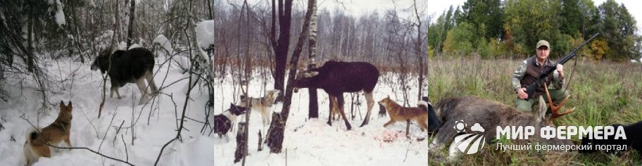 Охота на лося с собаками