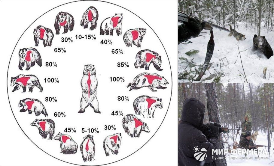 Место зверя. Убойные места лося схема. Куда стрелять медведя убойные места медведя. Убойные места медведя для гладкоствольного оружия 12 калибра. Убойные места медведя для гладкоствольного оружия.