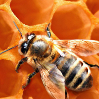 Подкормка пчел зимой