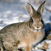 Чем кормить кроликов зимой и летом