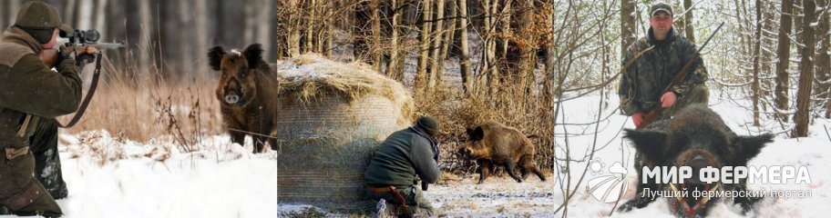 Куда стрелять кабана фото