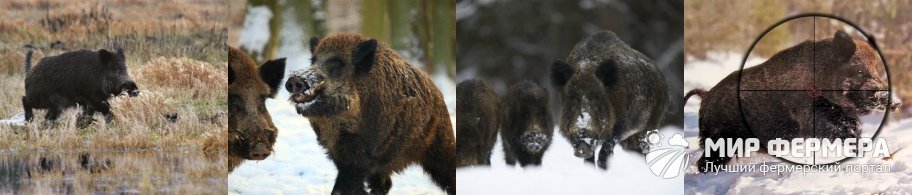 Охота на дикого кабана в поле